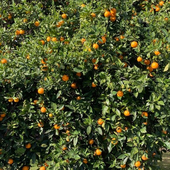 Meet your Posher, Heather - Picture 1 of 1